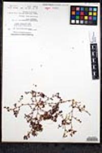 Chorizanthe chaetophora image