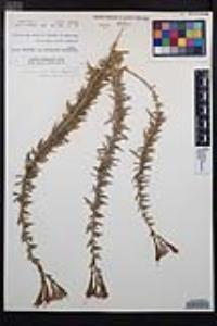 Epilobium canum image