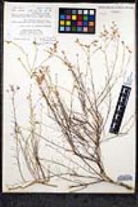 Ipomopsis guttata image