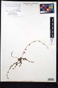 Plagiobothrys collinus image