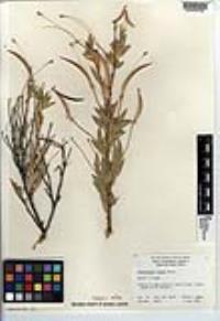 Dendromecon rigida image