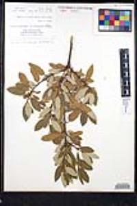 Frangula californica subsp. tomentella image