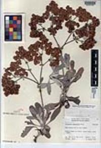 Eriogonum zapatoense image