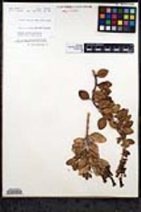 Gambelia speciosa image