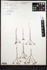 Eriastrum diffusum subsp. diffusum image