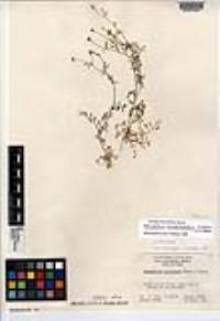Allophyllum nemophilophyllum image