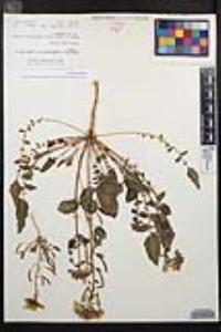 Chylismia claviformis var. yumae image