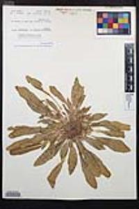 Eremothera boothii var. condensata image