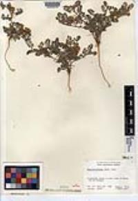 Dalea mollissima image