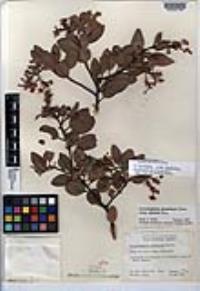 Arctostaphylos glandulosa subsp. glandulosa image