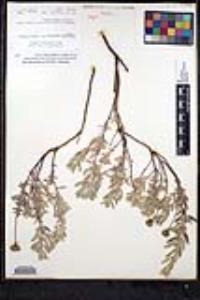 Monardella hypoleuca subsp. lanata image