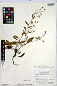 Hackelia pinetorum var. pinetorum image