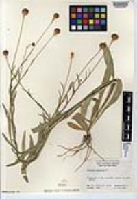 Helenium puberulum image