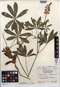 Lupinus latifolius image