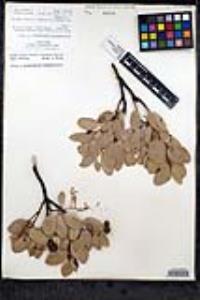 Arctostaphylos peninsularis image