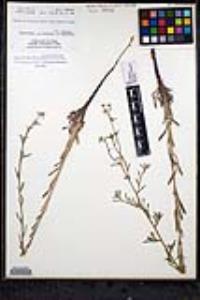 Cryptantha martirensis image