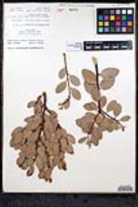 Arctostaphylos peninsularis image