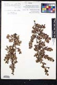 Ceanothus pauciflorus image