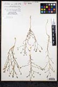 Eriastrum sapphirinum subsp. sapphirinum image