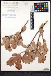 Arctostaphylos glauca image