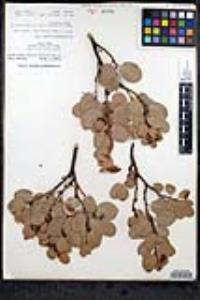 Arctostaphylos glauca image