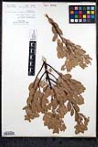 Arctostaphylos pungens image