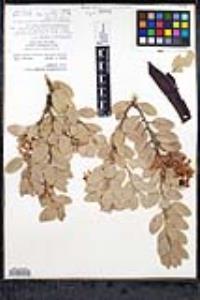 Arctostaphylos pringlei image