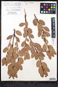 Arctostaphylos patula image