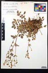 Drymocallis glandulosa var. reflexa image