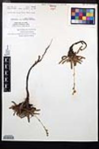 Horkelia clevelandii image