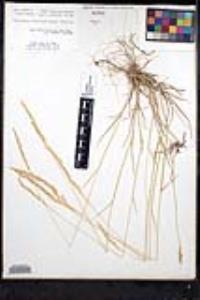 Agrostis exarata image