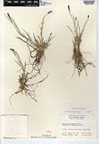 Muhlenbergia wrightii image