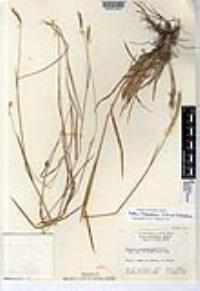 Hordeum brachyantherum image