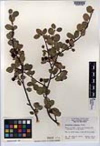 Amelanchier utahensis image