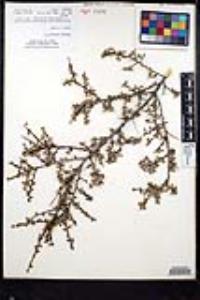 Rhamnus crocea image