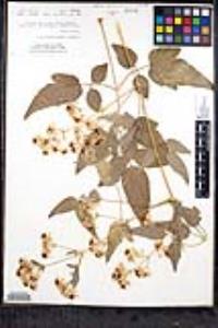 Clematis ligusticifolia image