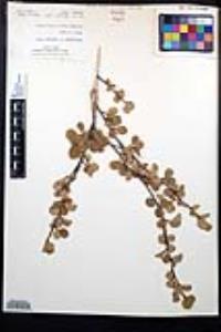 Amelanchier utahensis image