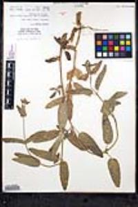 Stachys rigida image