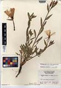 Oenothera elata image