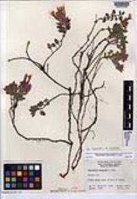 Monardella macrantha image