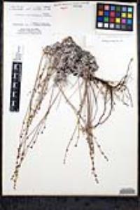 Eriogonum wrightii var. oresbium image
