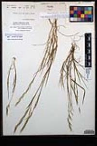 Bromus berteroanus image