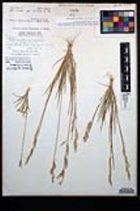 Bromus arizonicus image