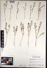 Lepidium lasiocarpum image