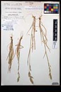 Bromus arizonicus image