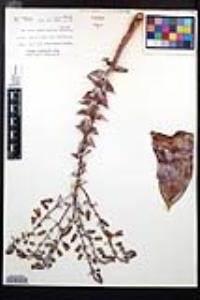 Dudleya pulverulenta image