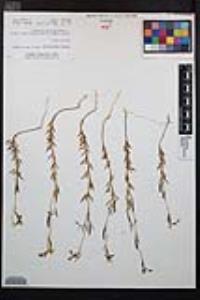 Clarkia epilobioides image