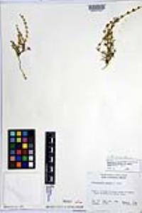 Harpagonella palmeri image