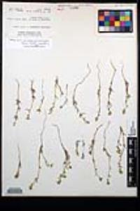 Cryptantha patula image