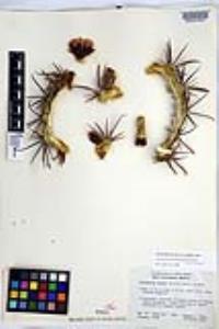 Ferocactus fordii image